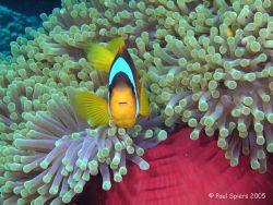 I Found "Nemo". Out of the tentacles, Red Sea by Paul Spiers 